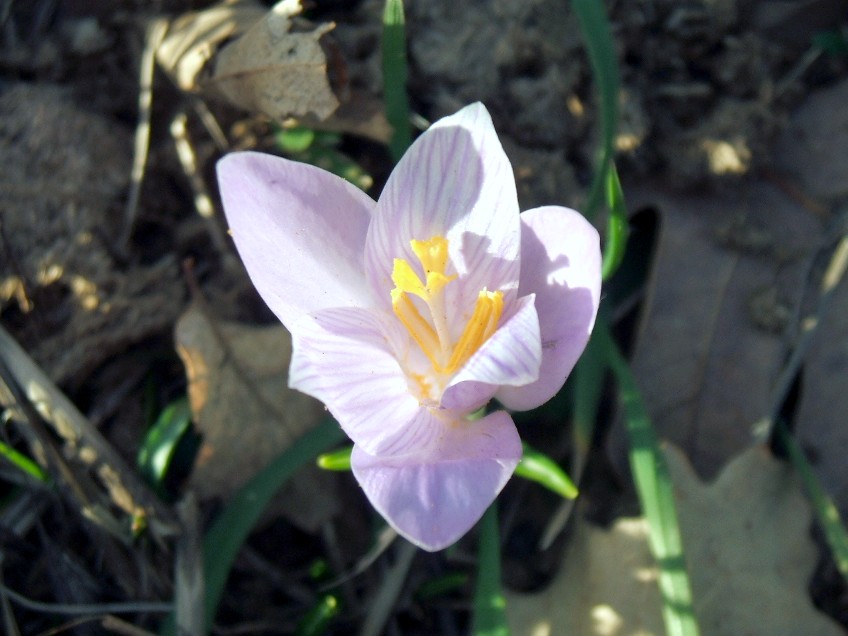 Crocus da determinare